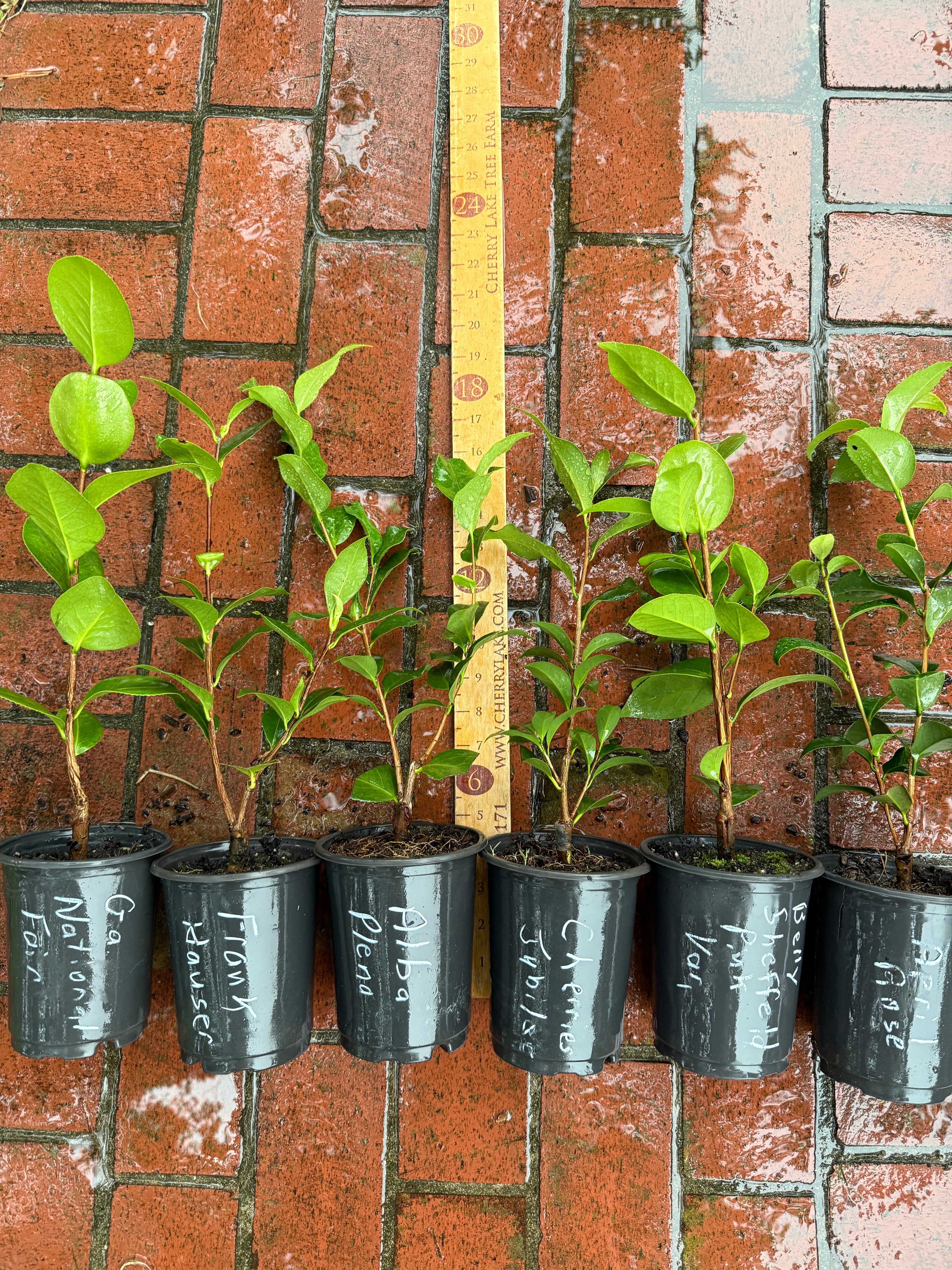GRAFTED CAMELLIAS IN QUART POTS