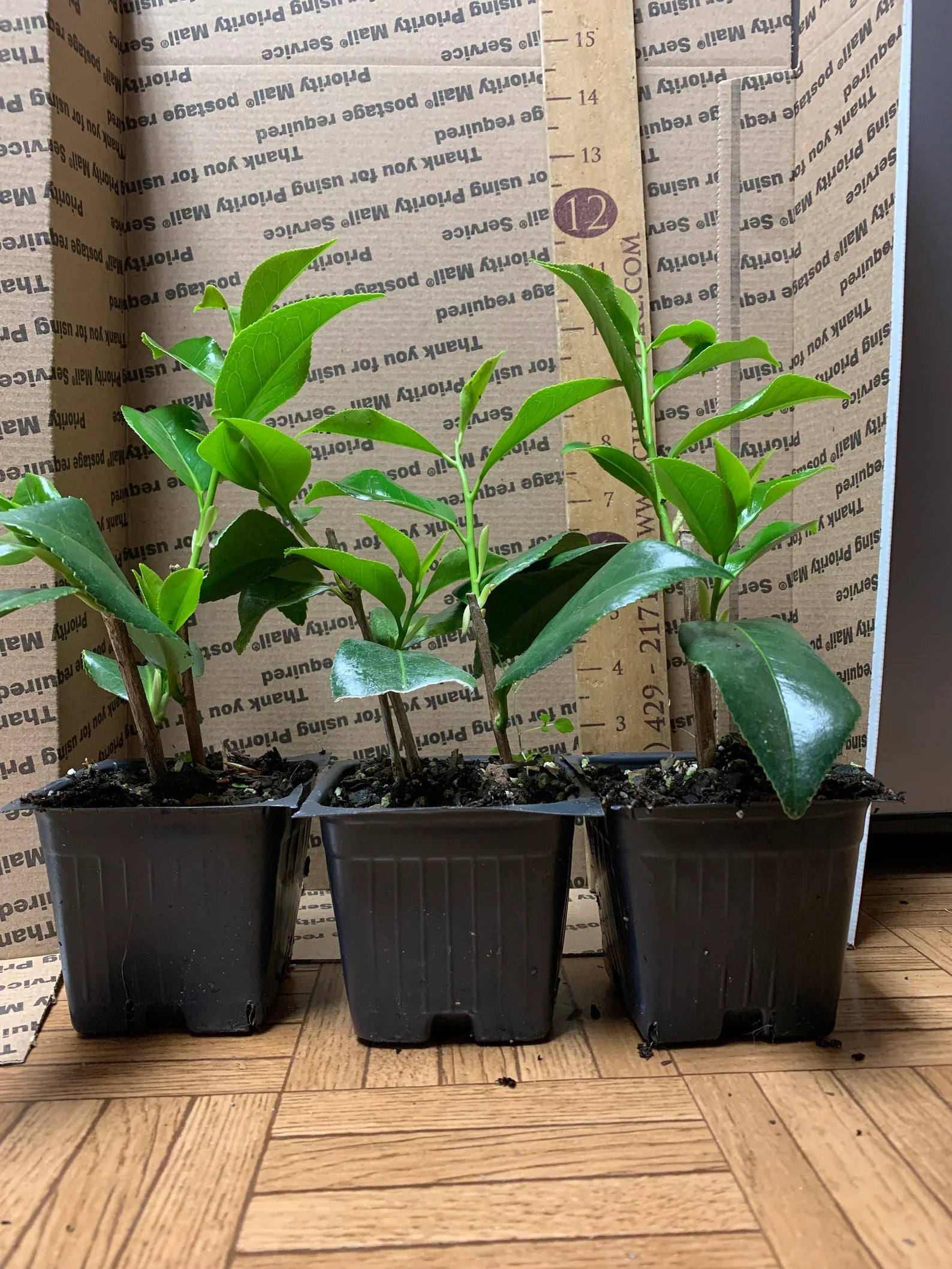 CAMELLIA STARTER PLANTS IN 3 INCH POTS