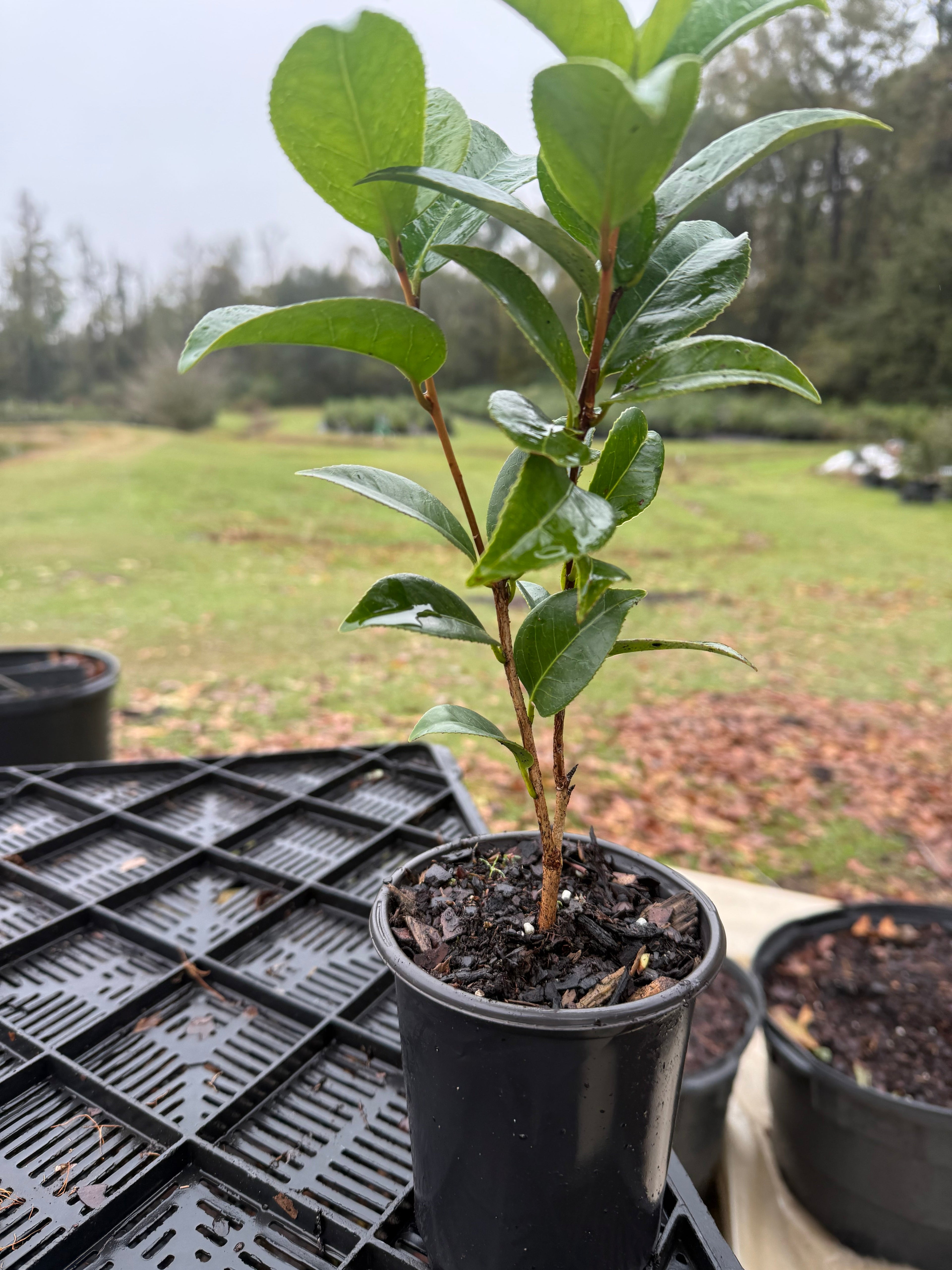 OWN ROOT CAMELLIAS IN QUART POTS.
