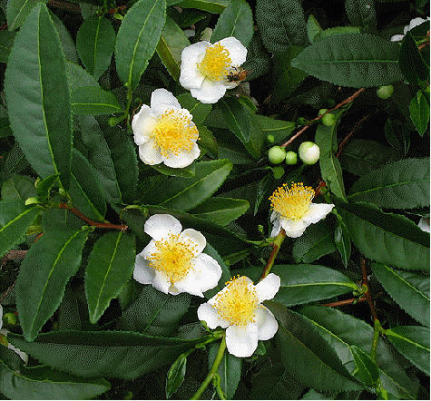 Camellia sinensis-Tea plant