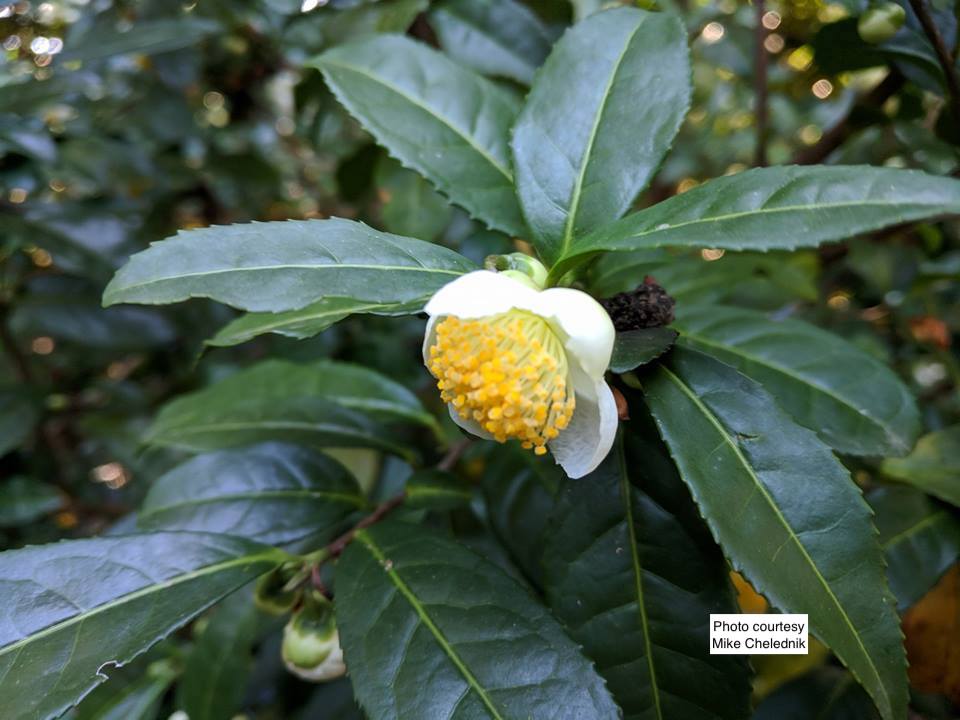 Camellia sinensis-Tea plant