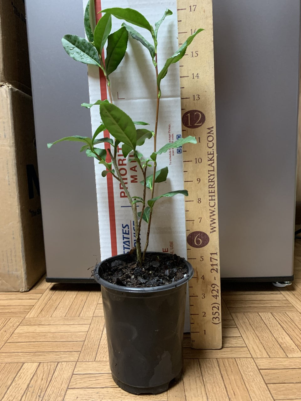 Camellia sinensis-Tea plant